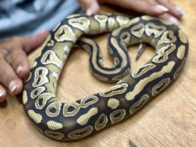 Male Mojave 66% het puzzle - Tonka -F/T Rat Pup weekly - DOB 06/07/25