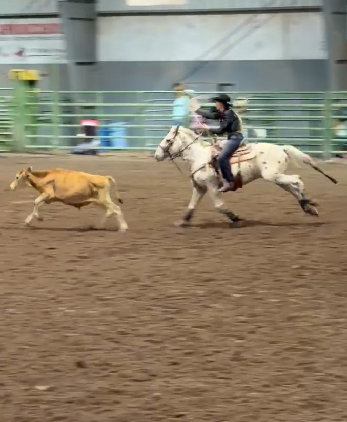 ALL AROUND RODEO GELDING