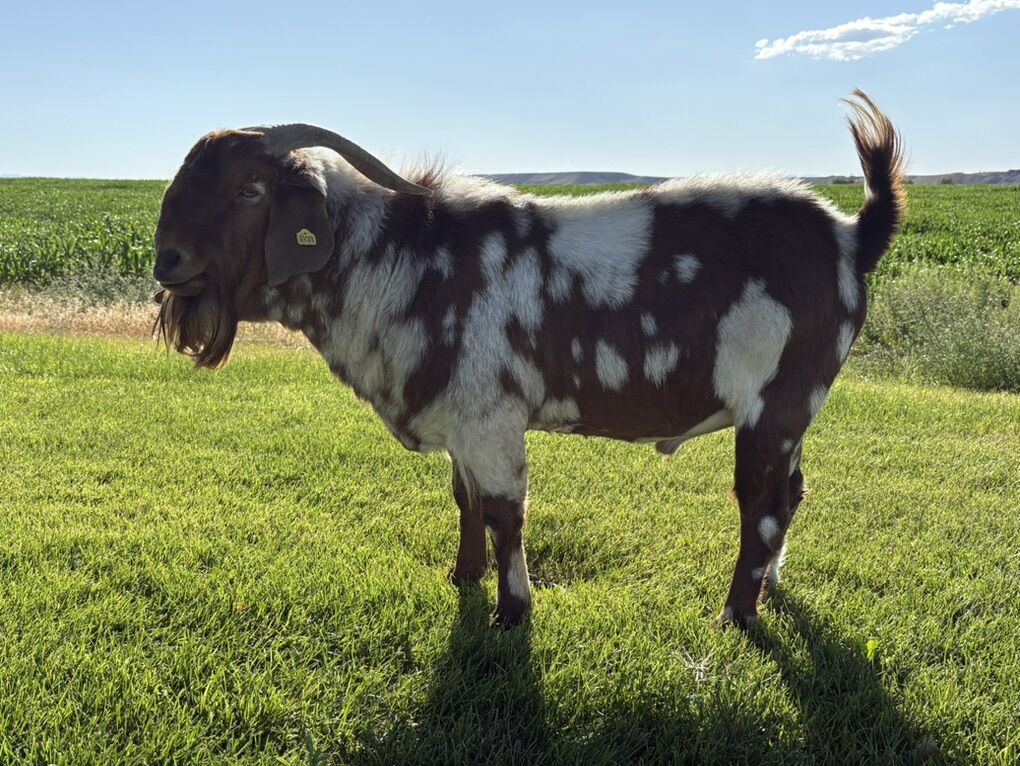 Boer Bucks up For Renting