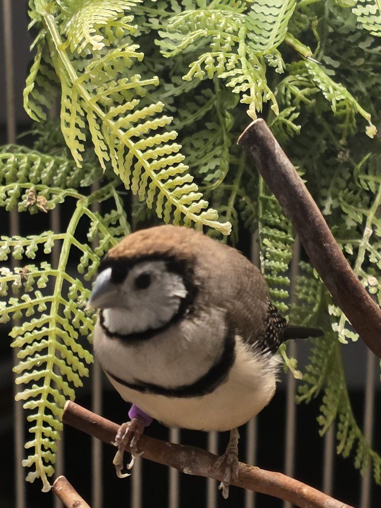 Owl finches