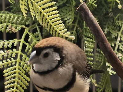 Owl finches