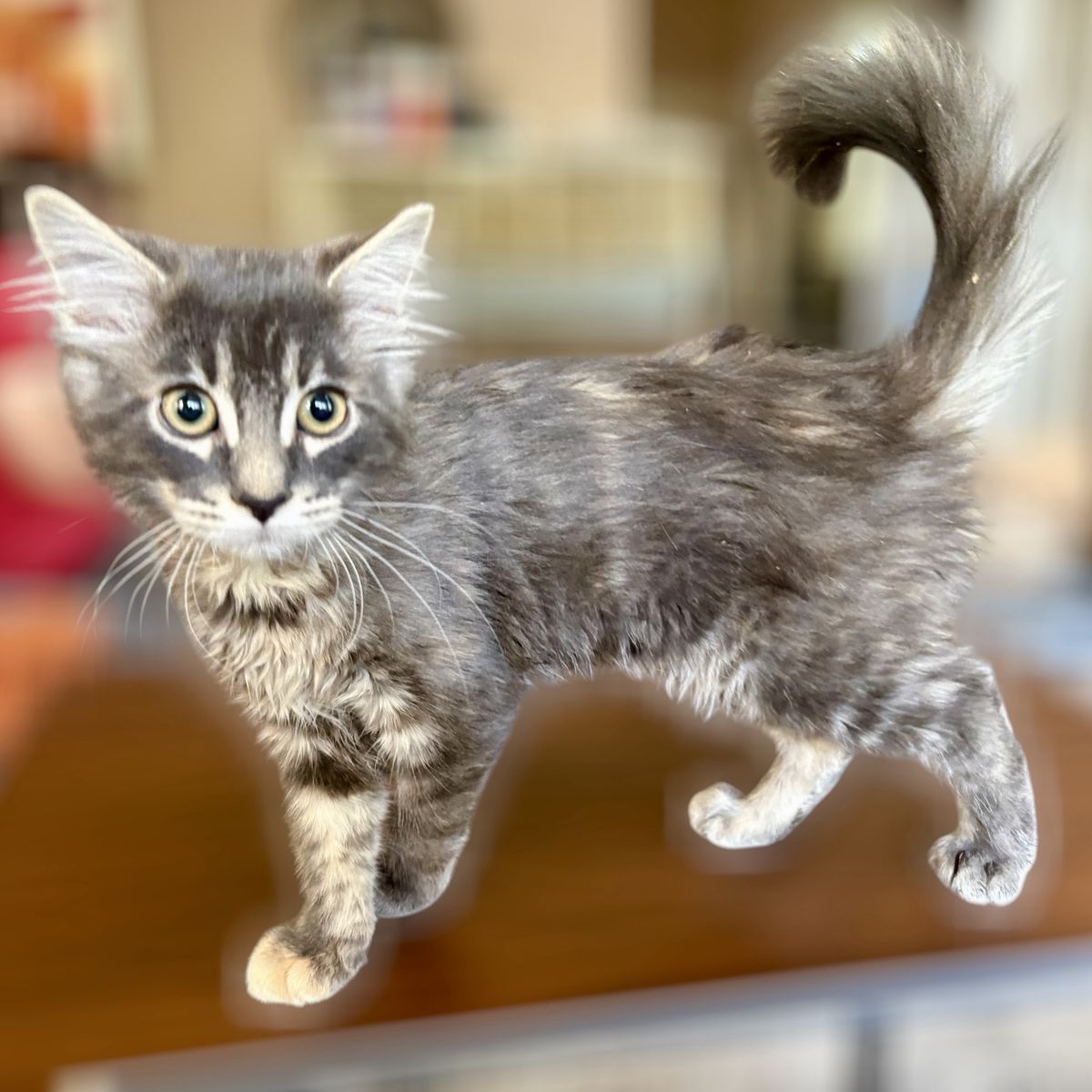 Sweetest Blue Tortie Part Siberian Female Kitten