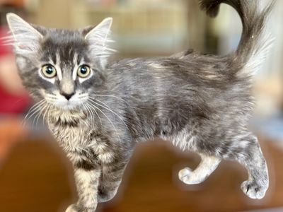 Sweetest Blue Tortie Part Siberian Female Kitten