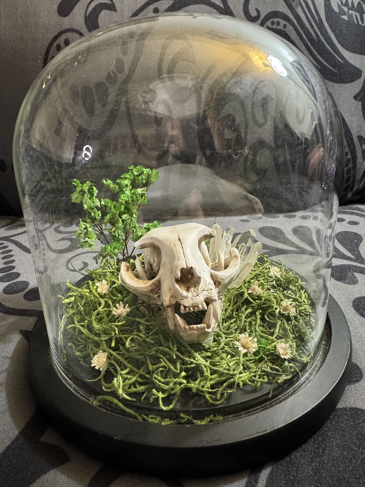 Glass Dome Cat Skull Art