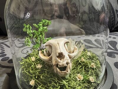 Glass Dome Cat Skull Art