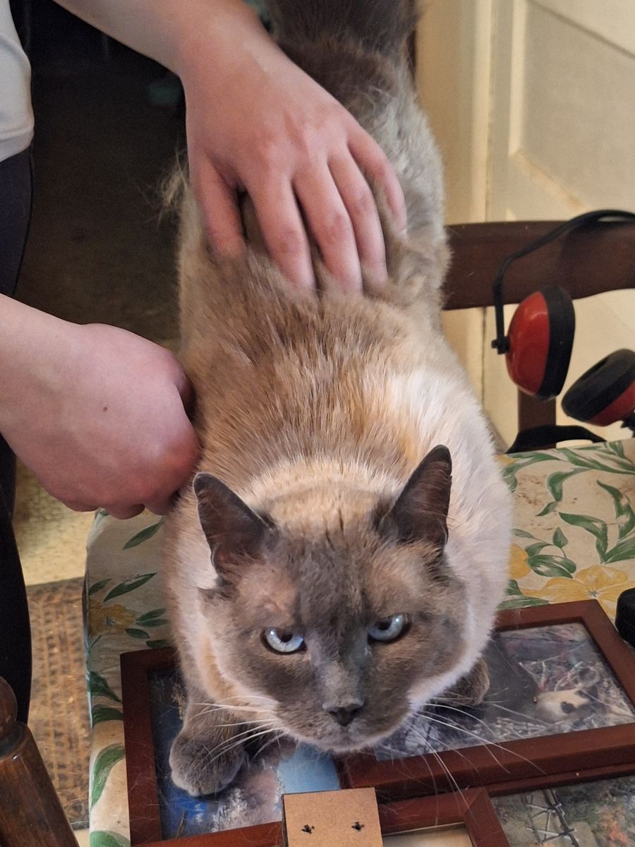 Smokey Needs a Loving Home ASAP