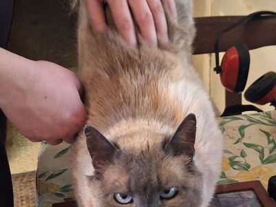 Smokey Needs a Loving Home ASAP