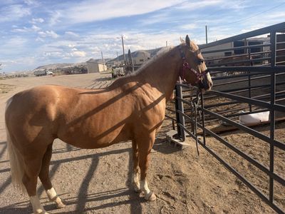 Palomino Mare