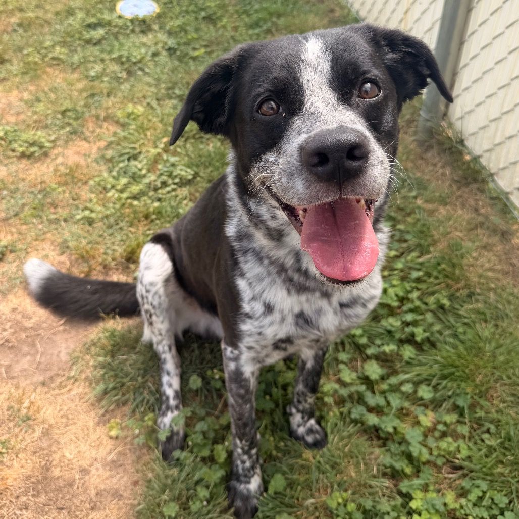 Hello my name is Boomer