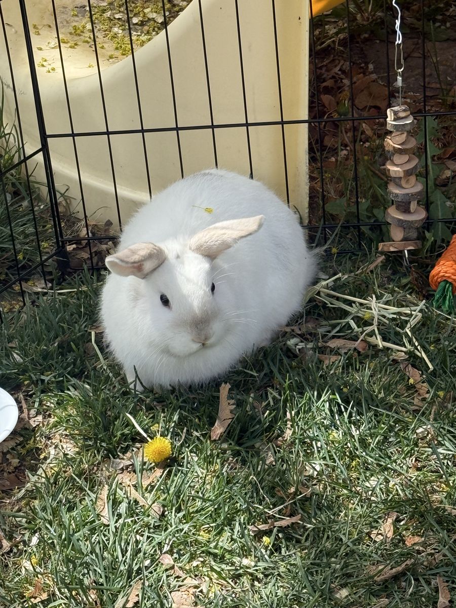 Free 14 Weeks Old Bunny