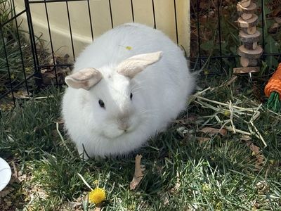 Free 14 Weeks Old Bunny