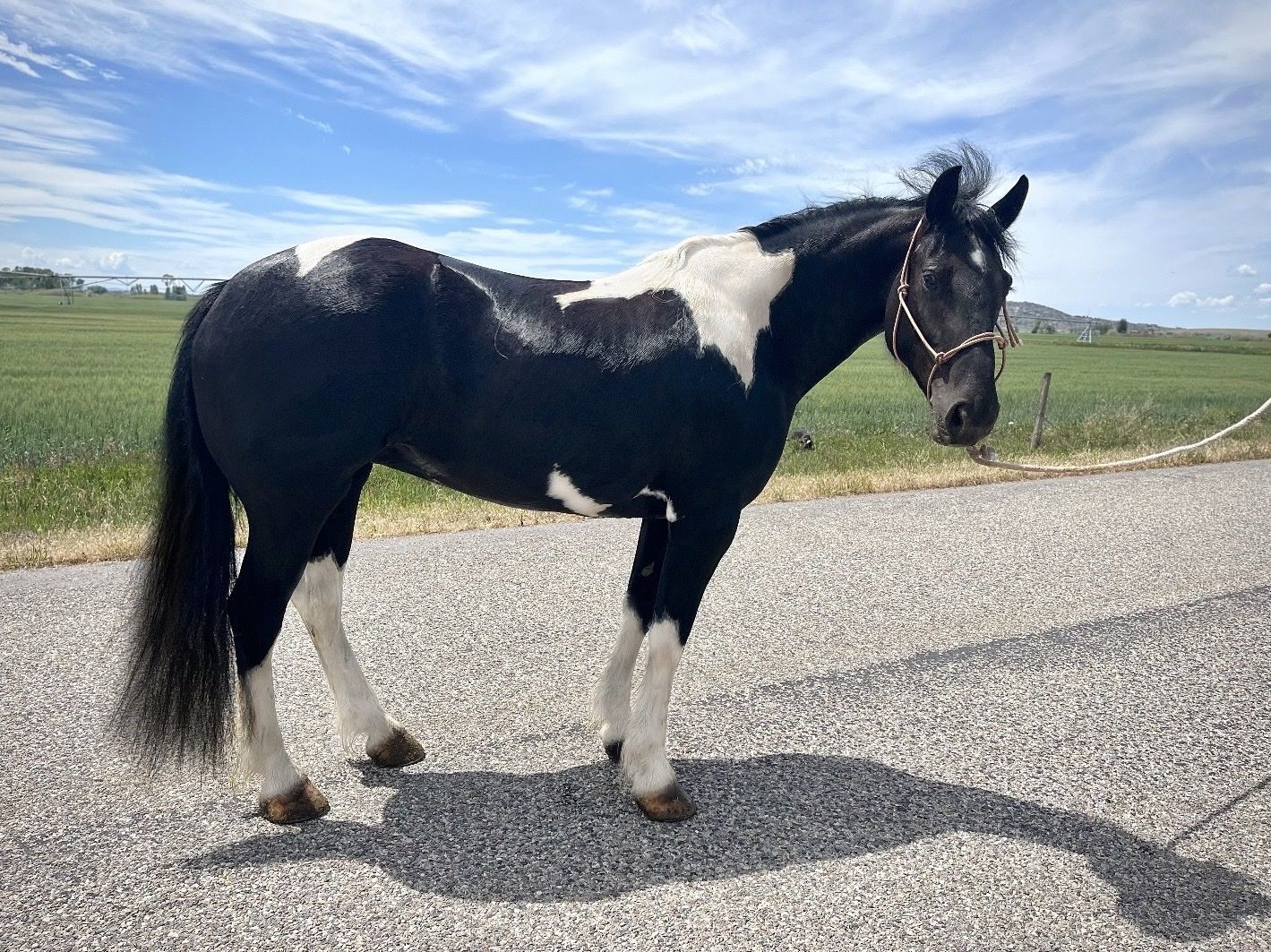 Drum Cross Mare