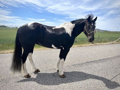 Drum Cross Mare