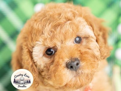 Adorable, Well-Trained Cavapoo Puppies Ready for Their Forever Homes This Weekend!