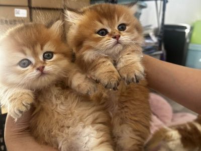🩷 ADORABLE MUNCHKIN KITTENS – LONG & SHORT LEG AVAILABLE! 🩷