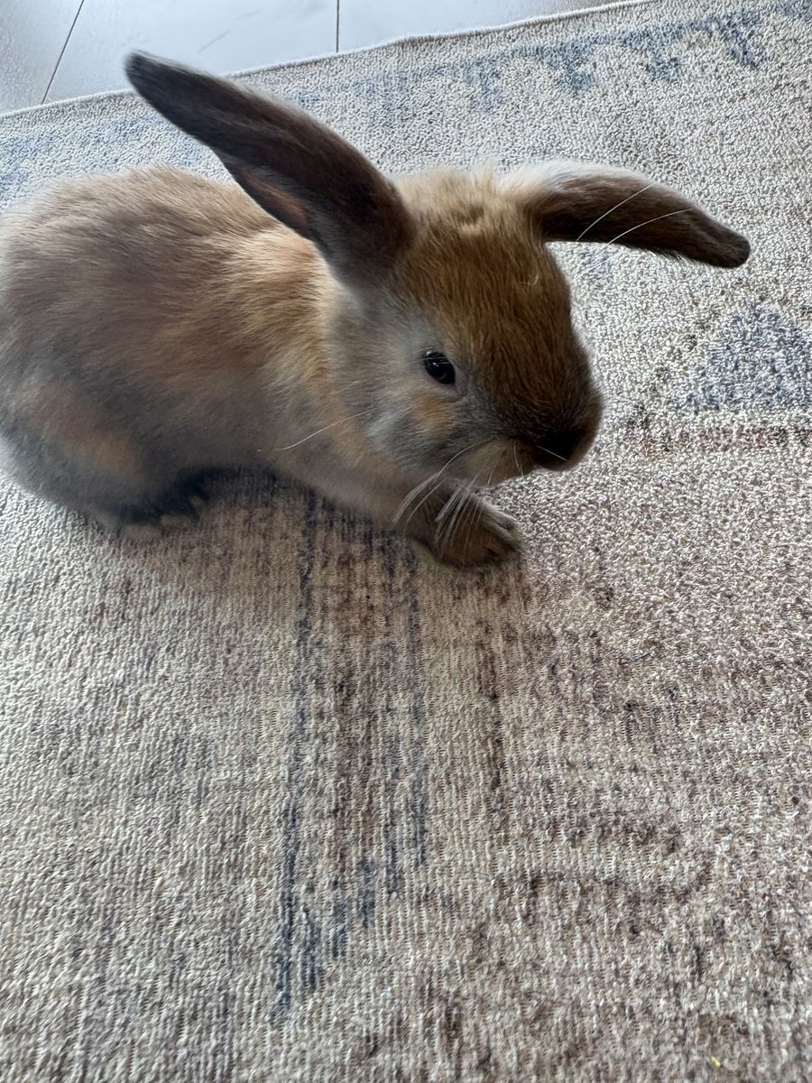 4 Holland Lop baby bunnies