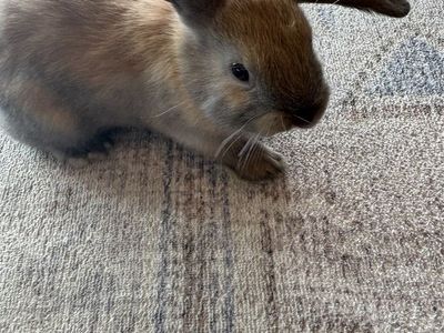 4 Holland Lop baby bunnies