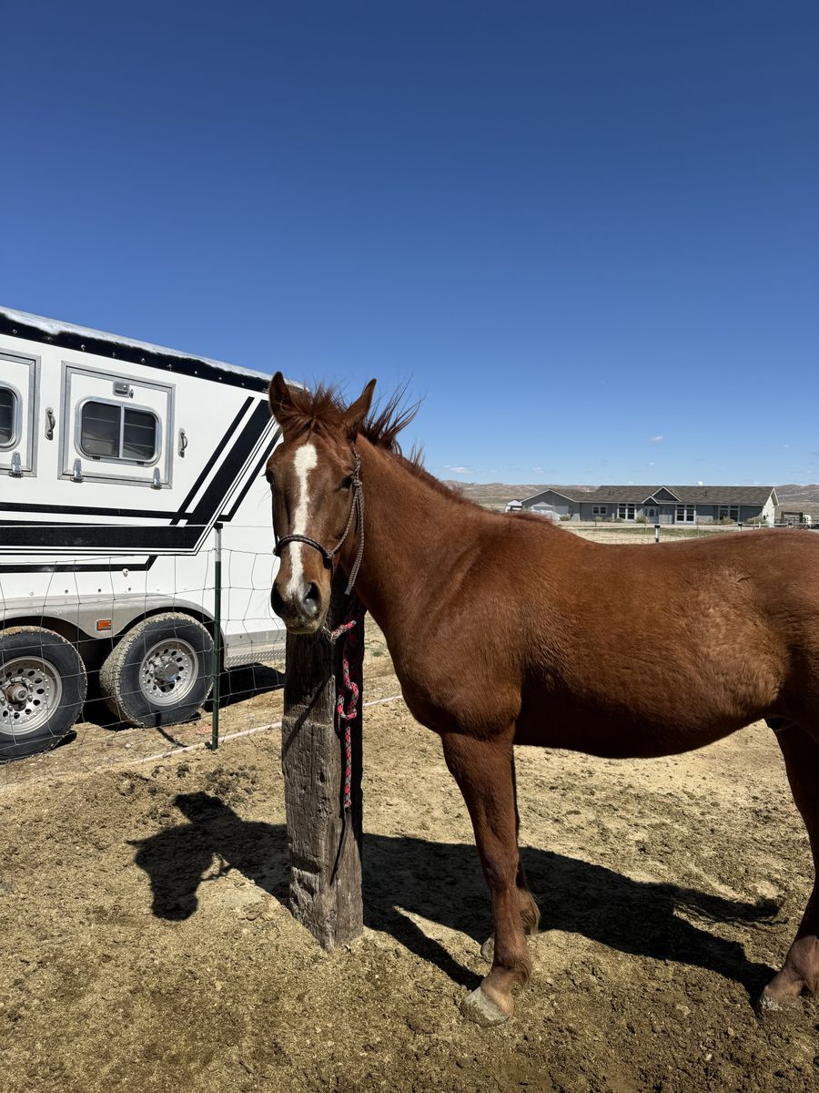 4 year old Gelding