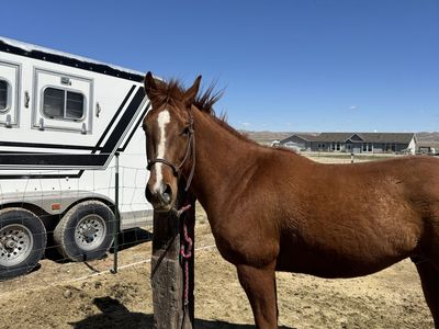 4 year old Gelding