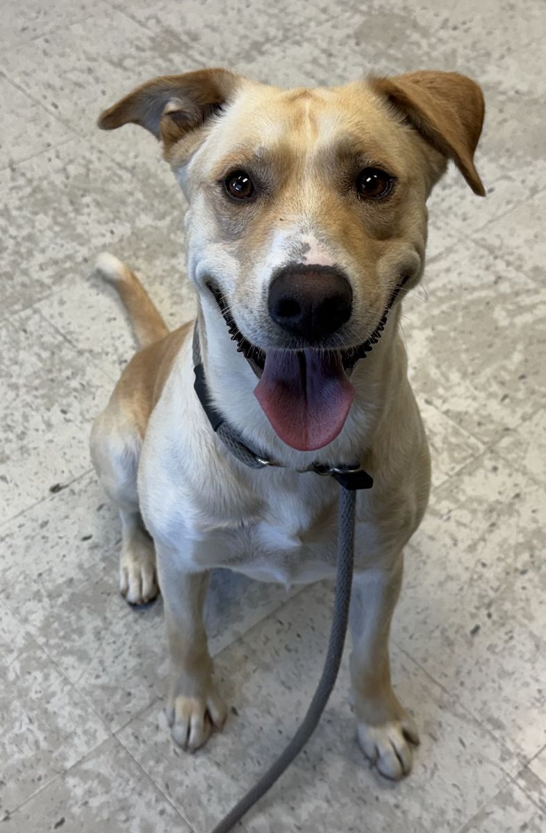 A165182 Sunny is Available for Adoption!
