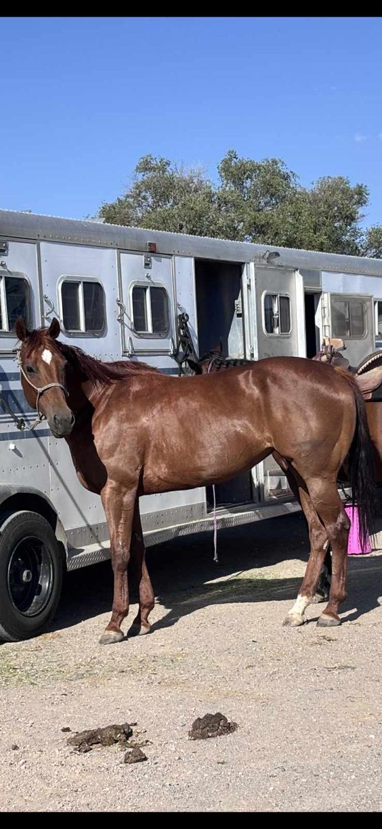 Barrel horse