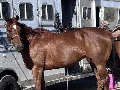 Barrel horse