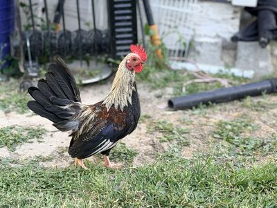 OEG Bantam/mini phoenix rooster