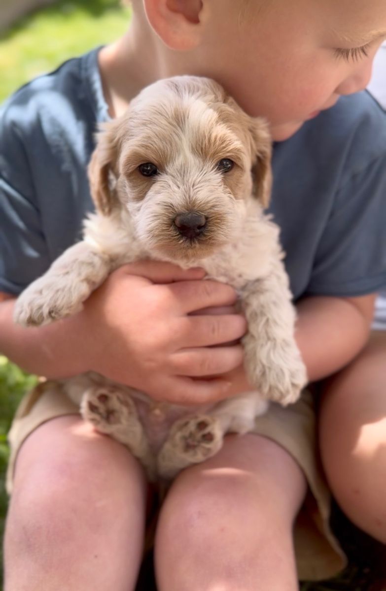 Red Roan Cavapoo