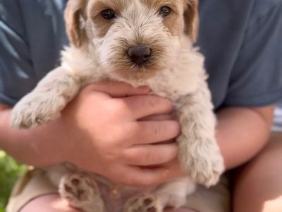 Red Roan Cavapoo
