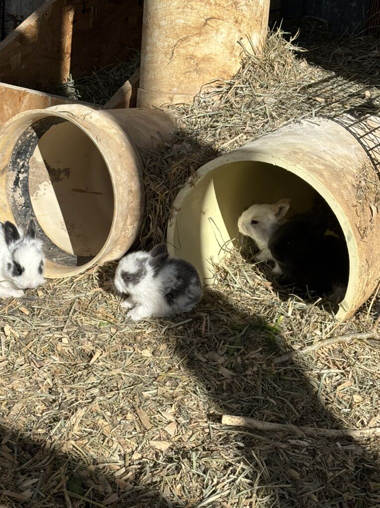 Mini-Rex Bunny Rabbits