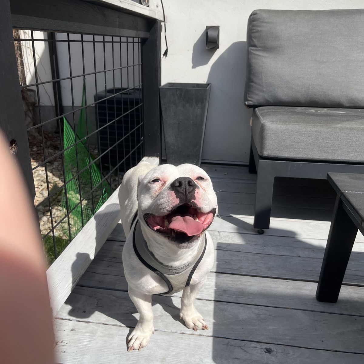 FOUND: WHITE MALE PITBULL