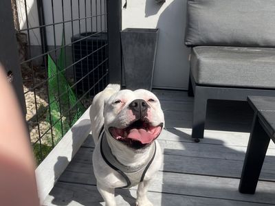 FOUND: WHITE MALE PITBULL