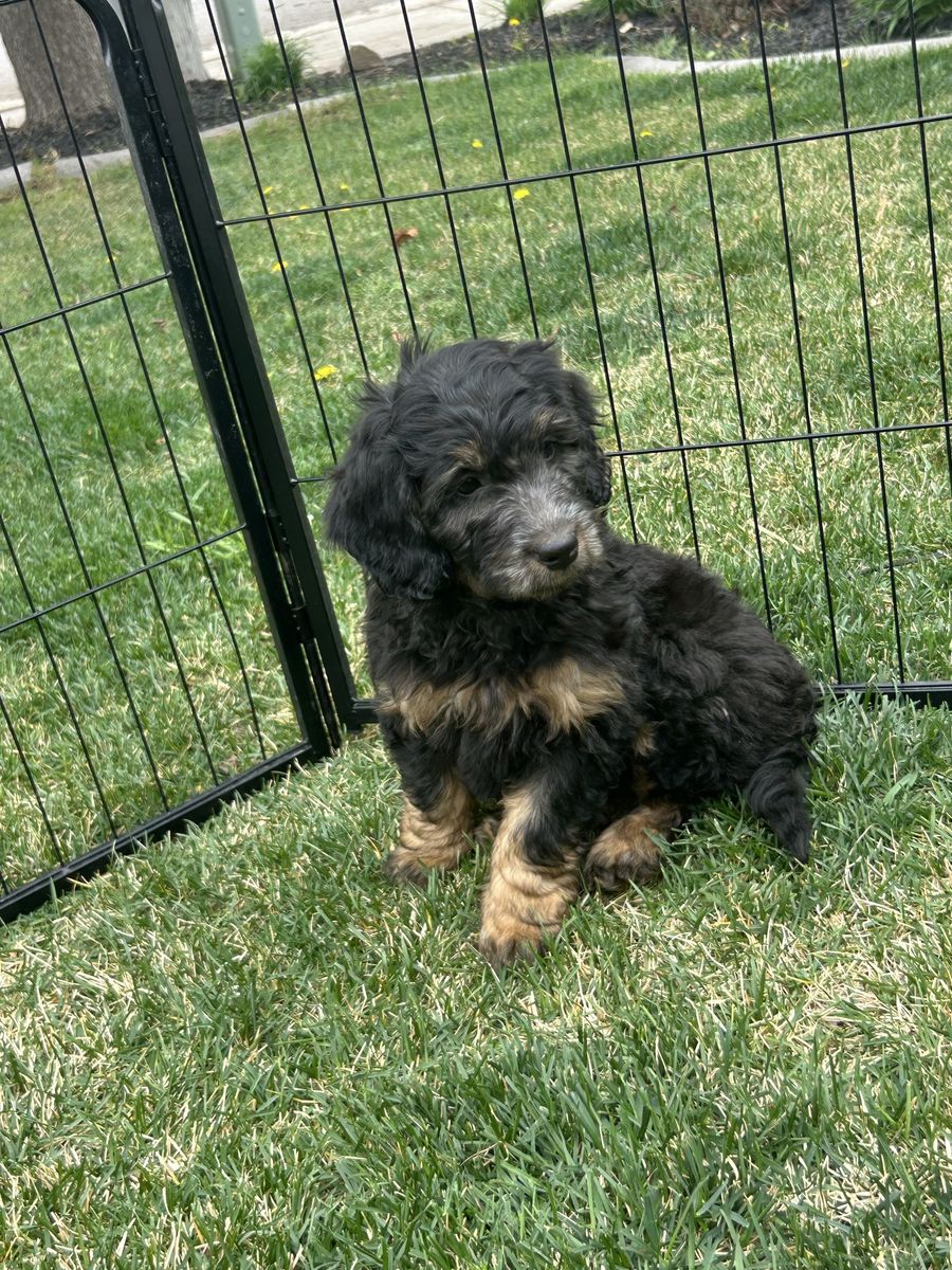 Golden Doodles F1B Rare Phantom Coloring