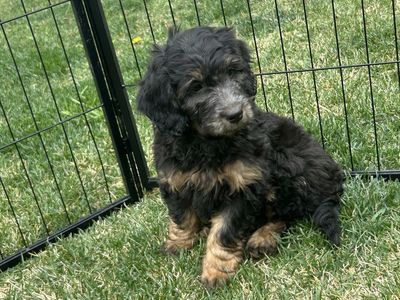 Golden Doodles F1B Rare Phantom Coloring