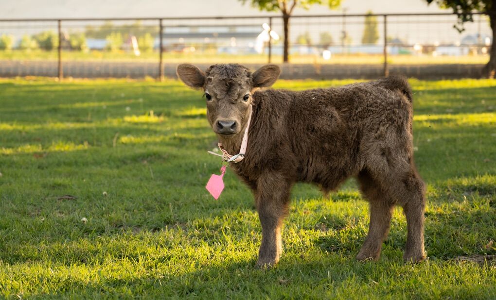 Mintiture/mini Highland cow