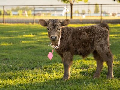 Mintiture/mini Highland cow