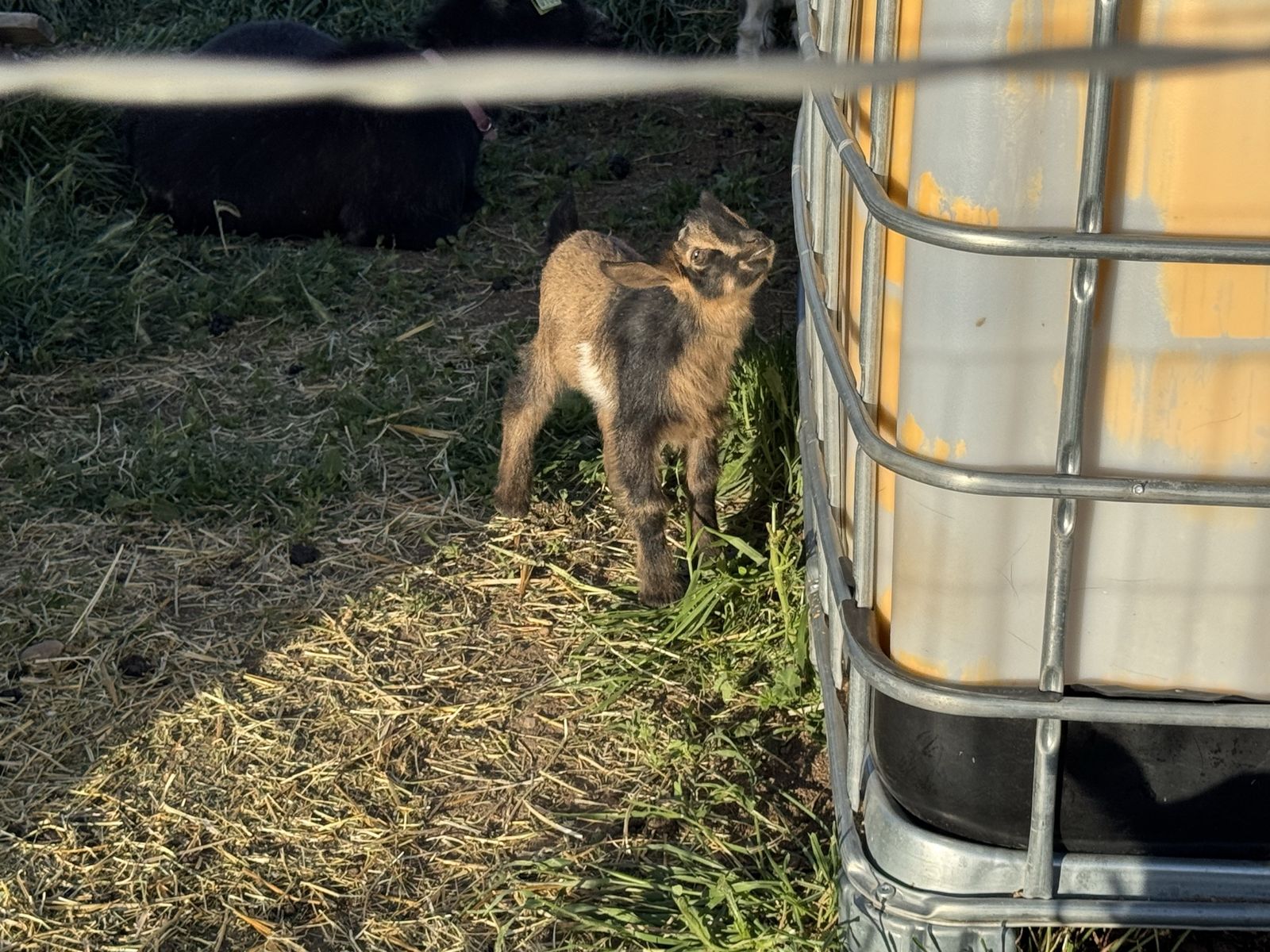 Nigerian Dwarf kids