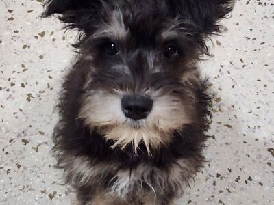 Miniature Schnauzer Puppies