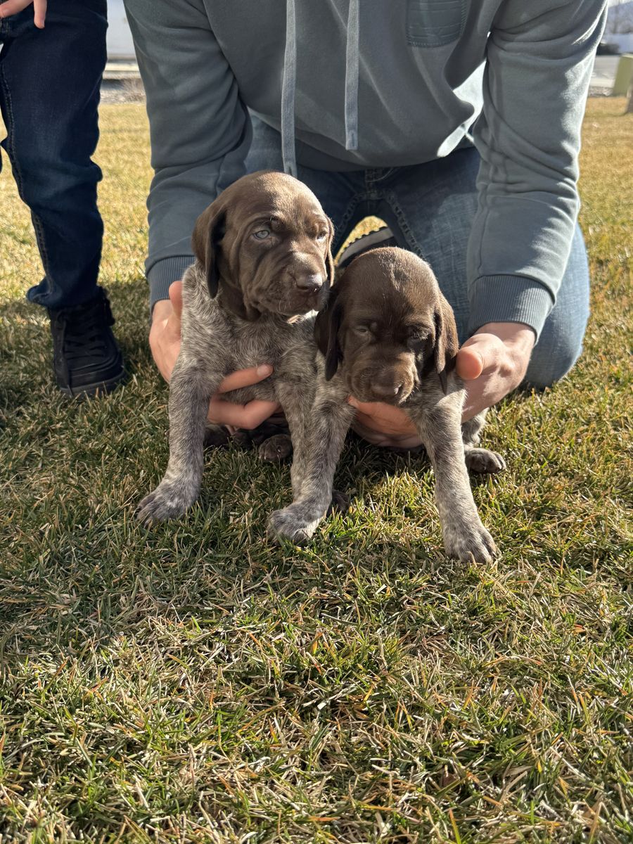 AKC German Shorthair Pointer Puppies