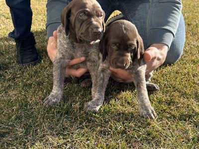 AKC German Shorthair Pointer Puppies