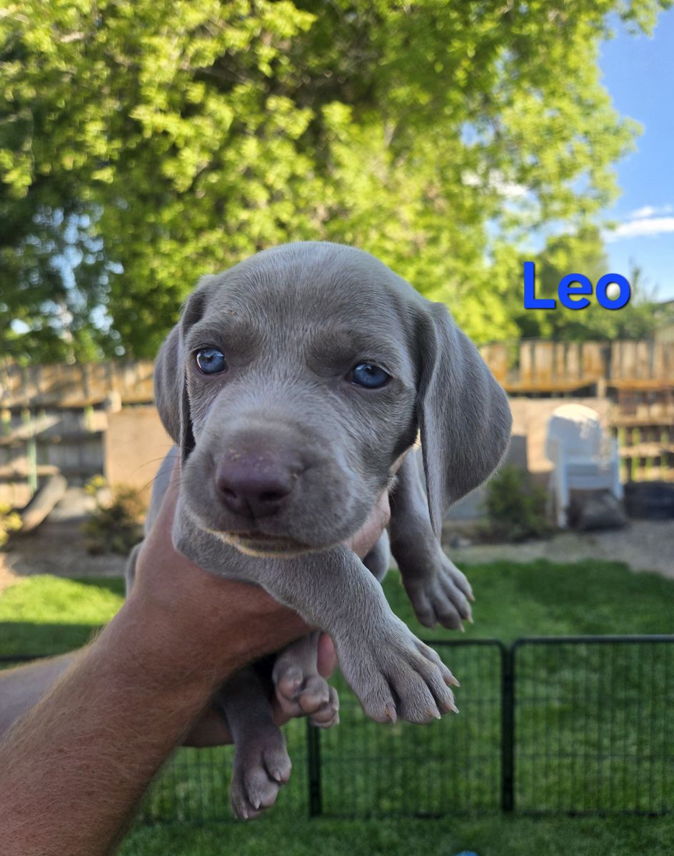 Weimaraner Puppies!