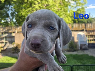 Weimaraner Puppies!