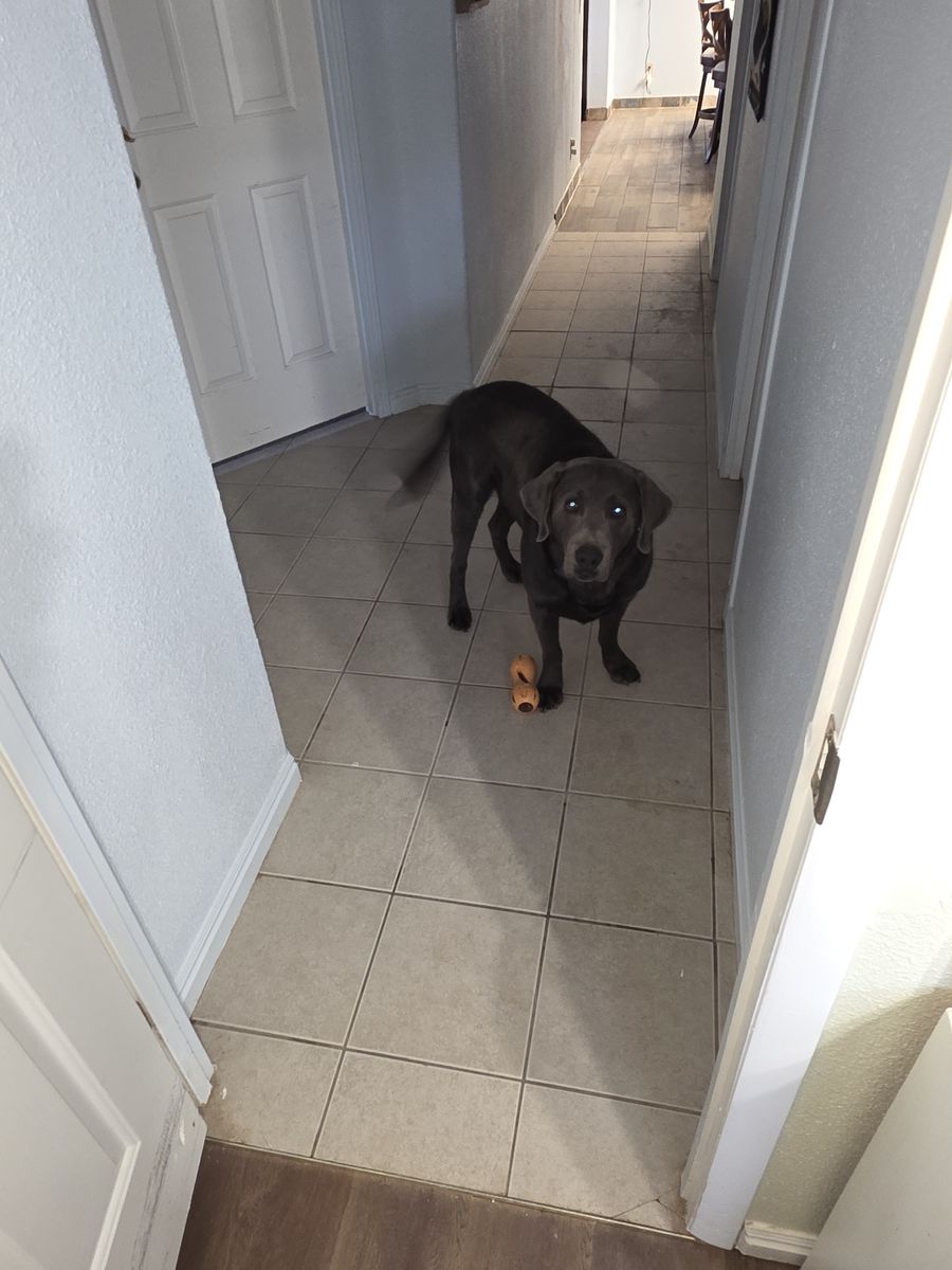 AKC Registered Labrador Retriever (black)