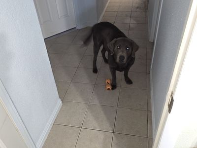 AKC Registered Labrador Retriever (black)