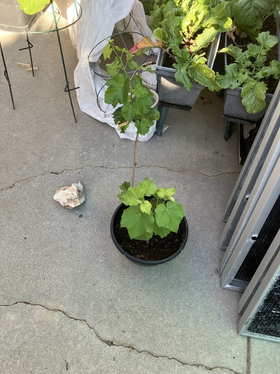 Pink seedless grape starts