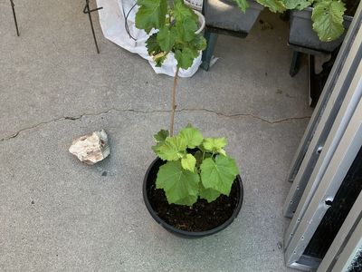 Pink seedless grape starts