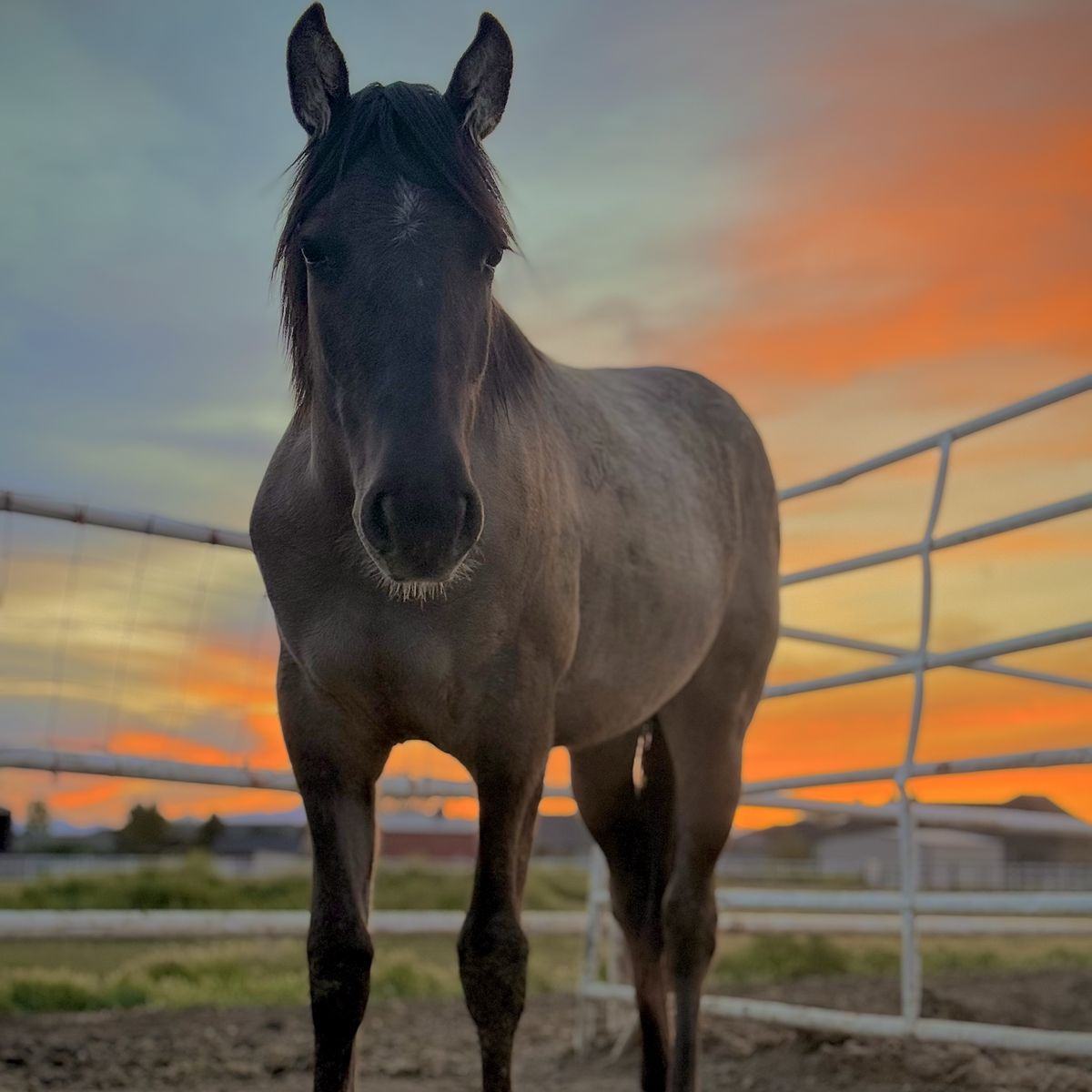 Yearling Grulla Filly