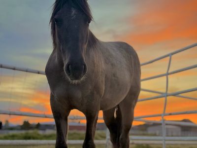 Yearling Grulla Filly