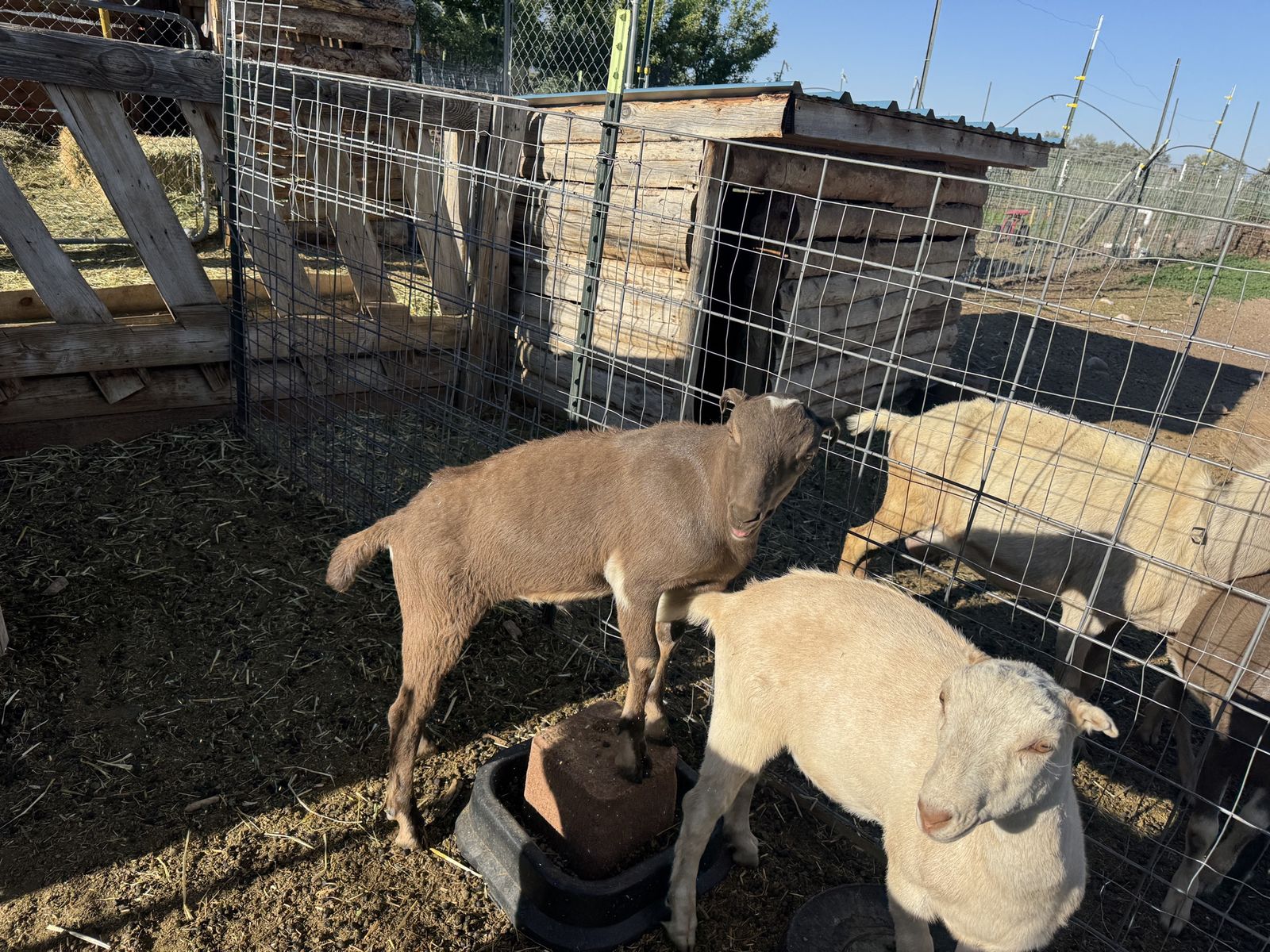 Lamancha Boar cross