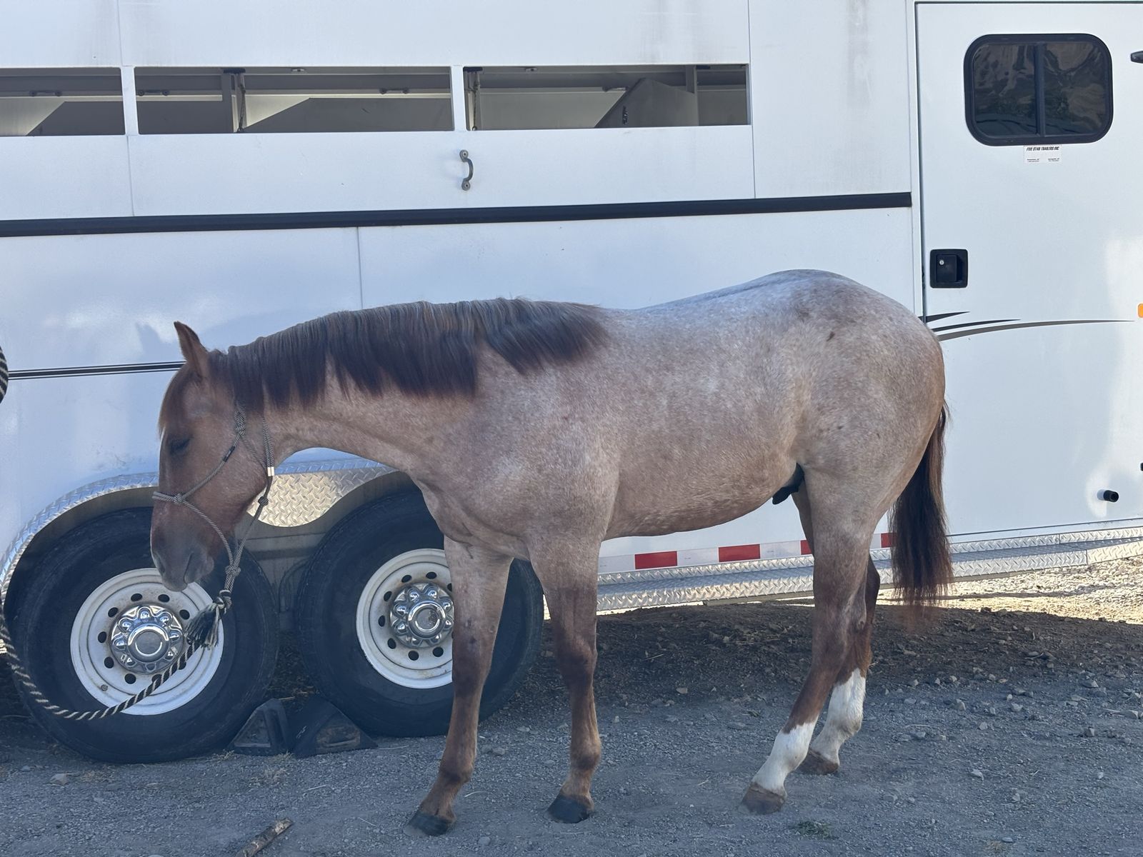 2025 , AQHA, Very well bread, Dun Roan quarter horse.